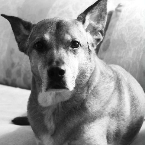 Merc the goodest of boys